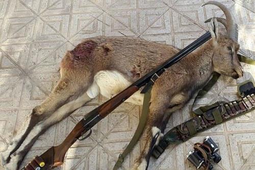 دستگیری صیادان و شکارچیان غیر مجاز در دماوند