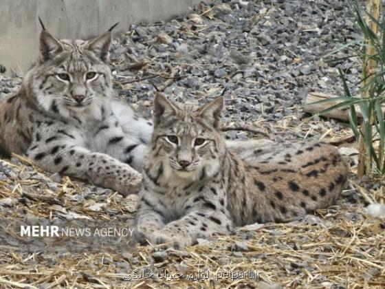 ۲ سیاهگوش مرکز بازپروری کلاه قاضی به زیستگاه طبیعی بازمی گردند