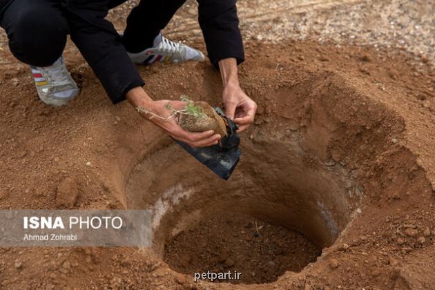 فصل کاشت درخت از زمستان به پاییز منتقل شود