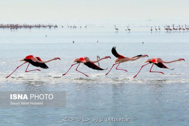 ایران چند ذخیره گاه زیست کره دارد؟