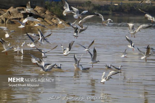 خوزستان پناهگاه زمستانی برای میلیونها پرنده مهاجر